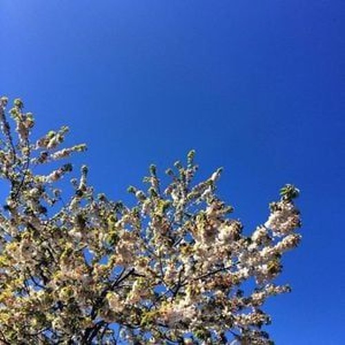 macabre.blossoms